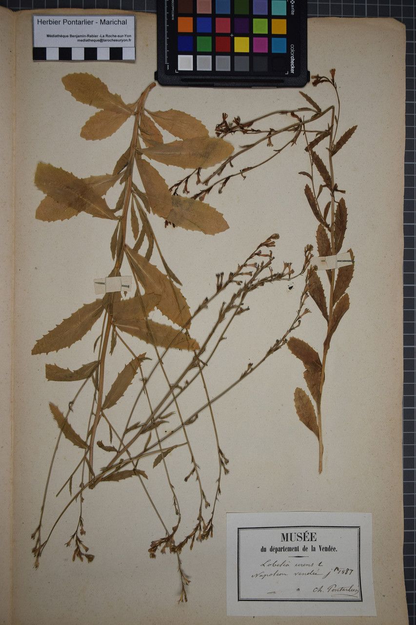 Taken May 31, 1887 by Tela Botanica − Herbier PONTARLIER-MARICHAL (cc-by-sa)