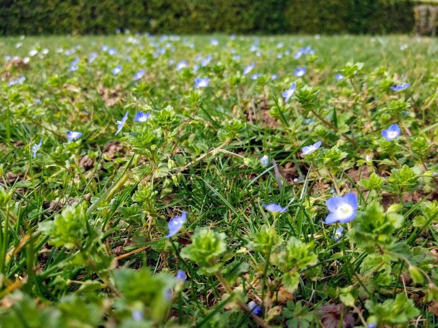 Creeping speedwell