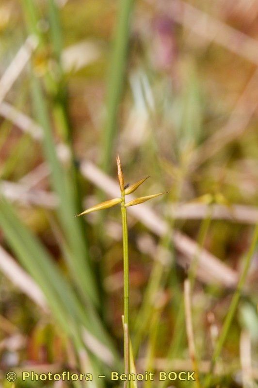 Taken Aug 15, 2010 by Photoflora - Benoit BOCK (©)