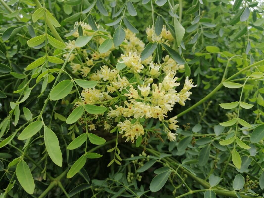 如何成长Moringa drouhardii | EarthOne