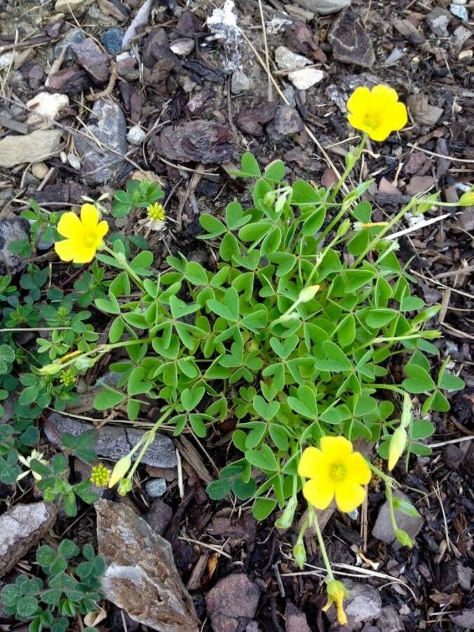 Oxalis dillenii Jacq., Common yellow wood-sorrel (World flora) - Pl ...