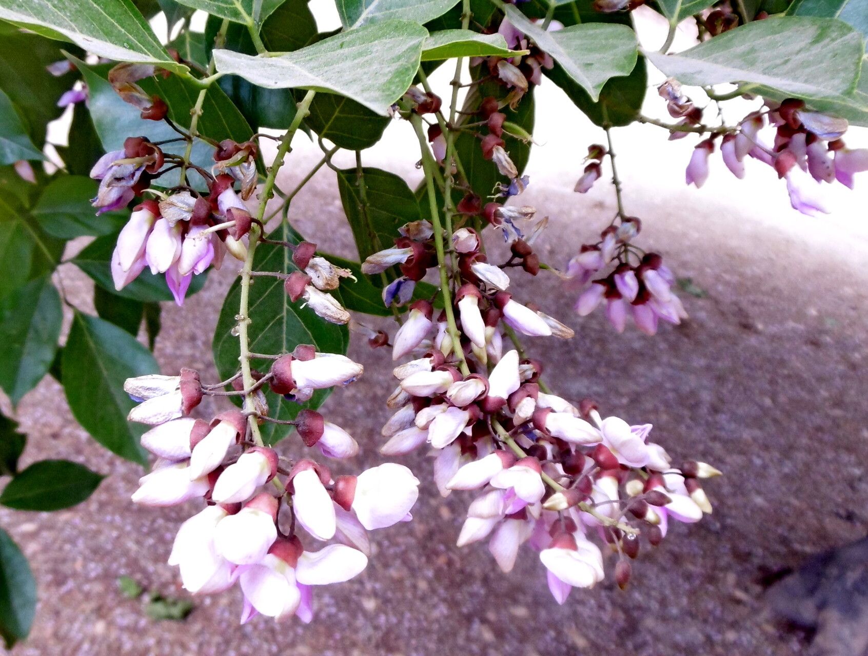 Pongamia Pinnata L Pierre Indian Beech World Flora Plntnet