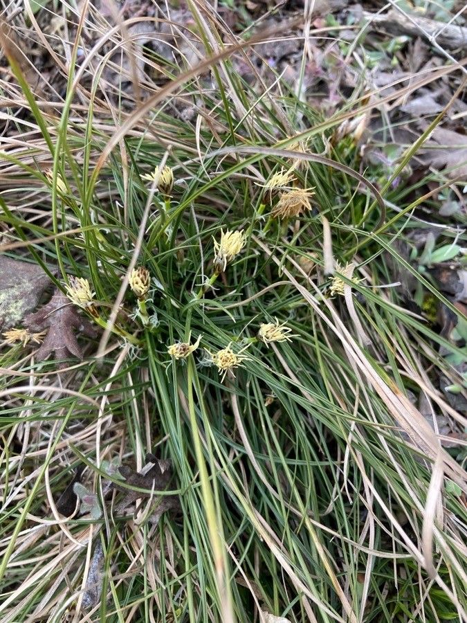 Dwarf sedge