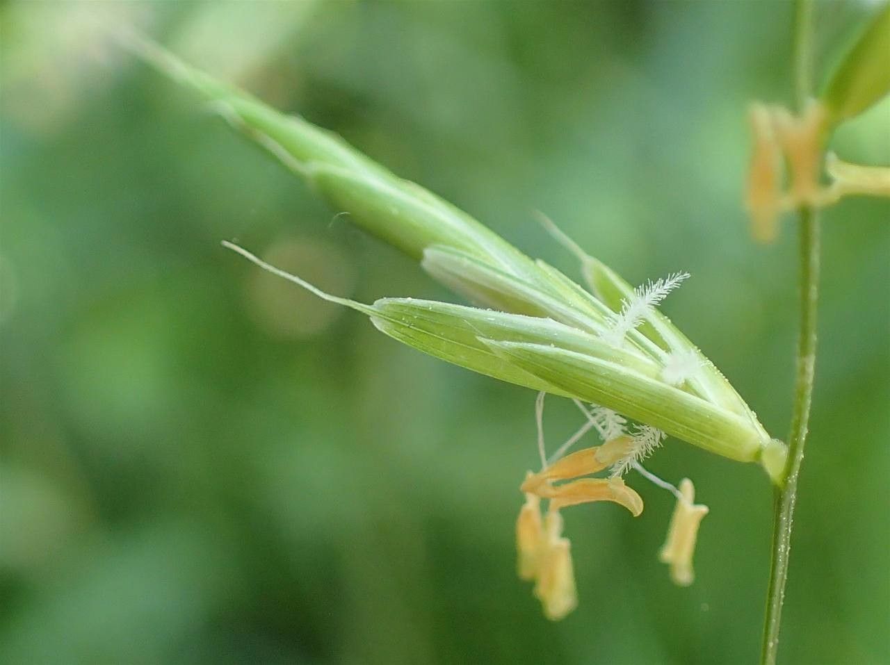 Heath false brome