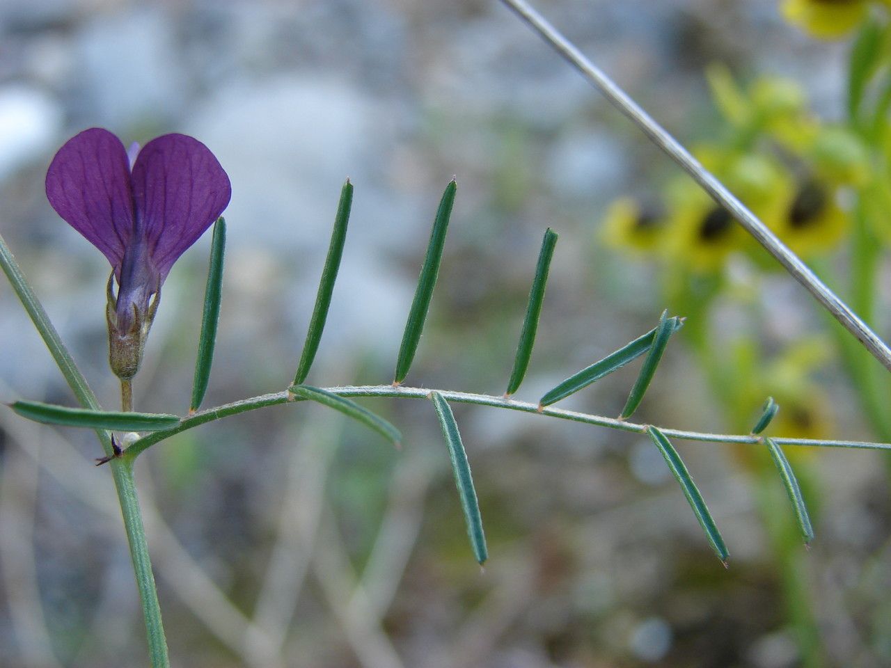 Taken Apr 24, 2011 by Tela Botanica − Paul FABRE (cc-by-sa)