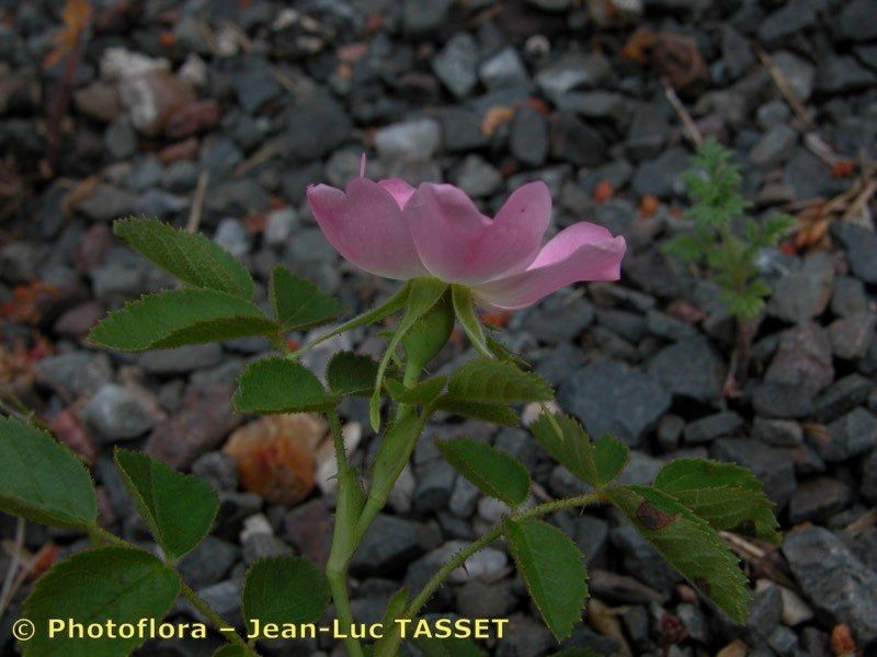 Taken Aug 15, 2004 by Photoflora - Jean-Luc TASSET (©)