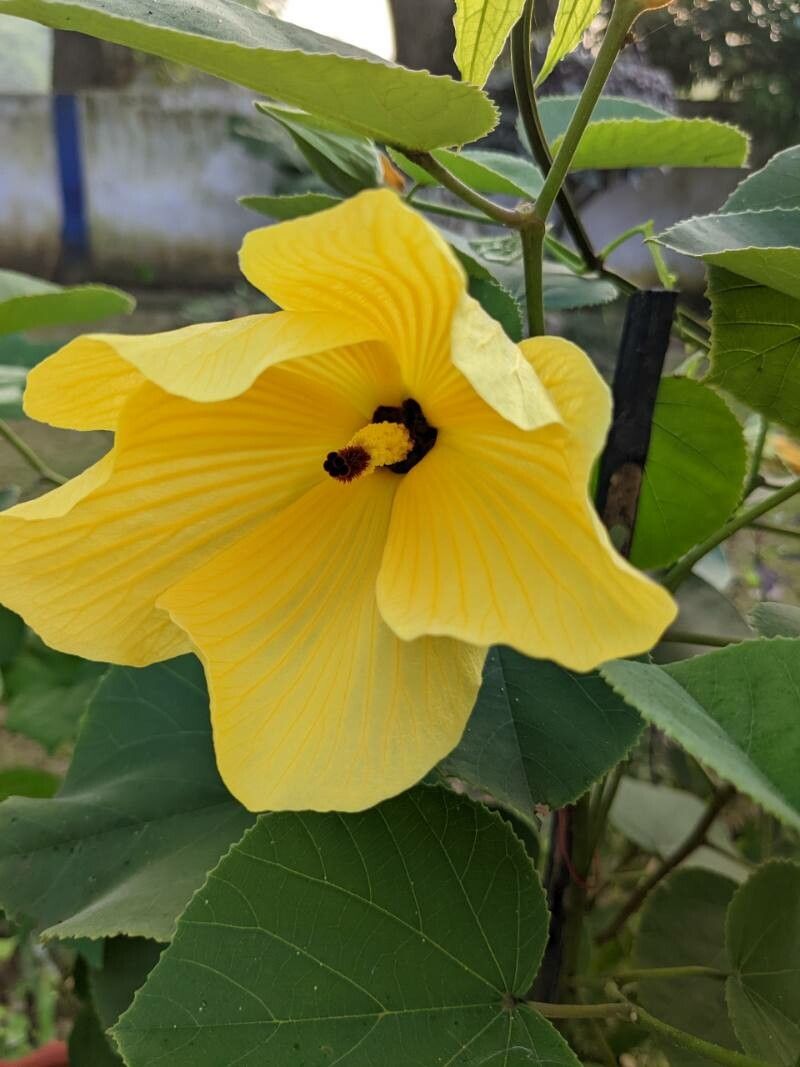 Lámina botánica, hibiscus, Flora y fauna