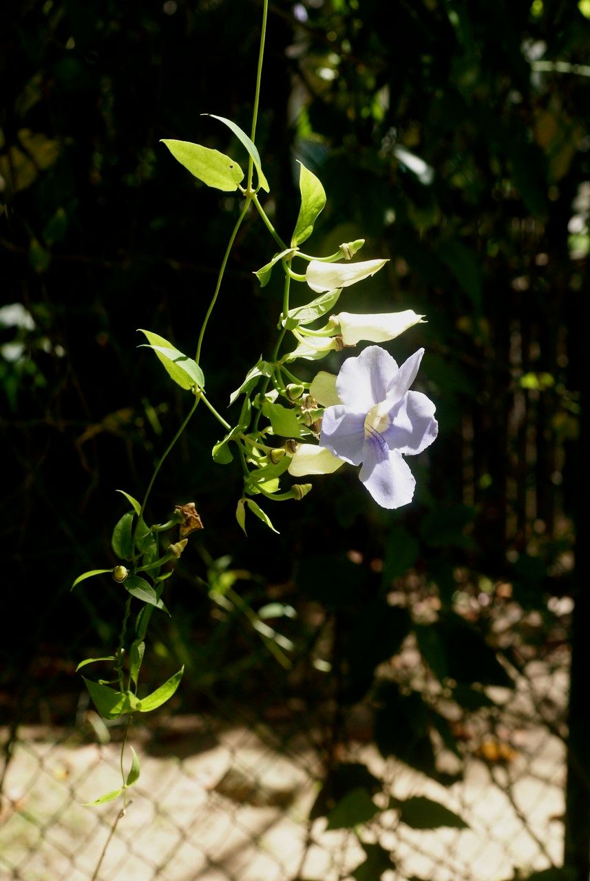 Taken Mar 3, 2009 by Tela Botanica − Liliane ROUBAUDI (cc-by-sa)