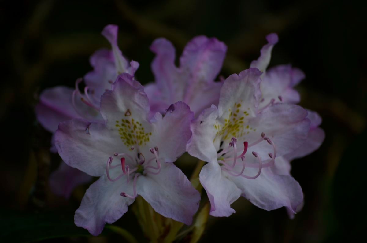 Taken May 28, 2012 by Royal Botanic Garden Edinburgh - Gavin Harris (cc-by-nc)