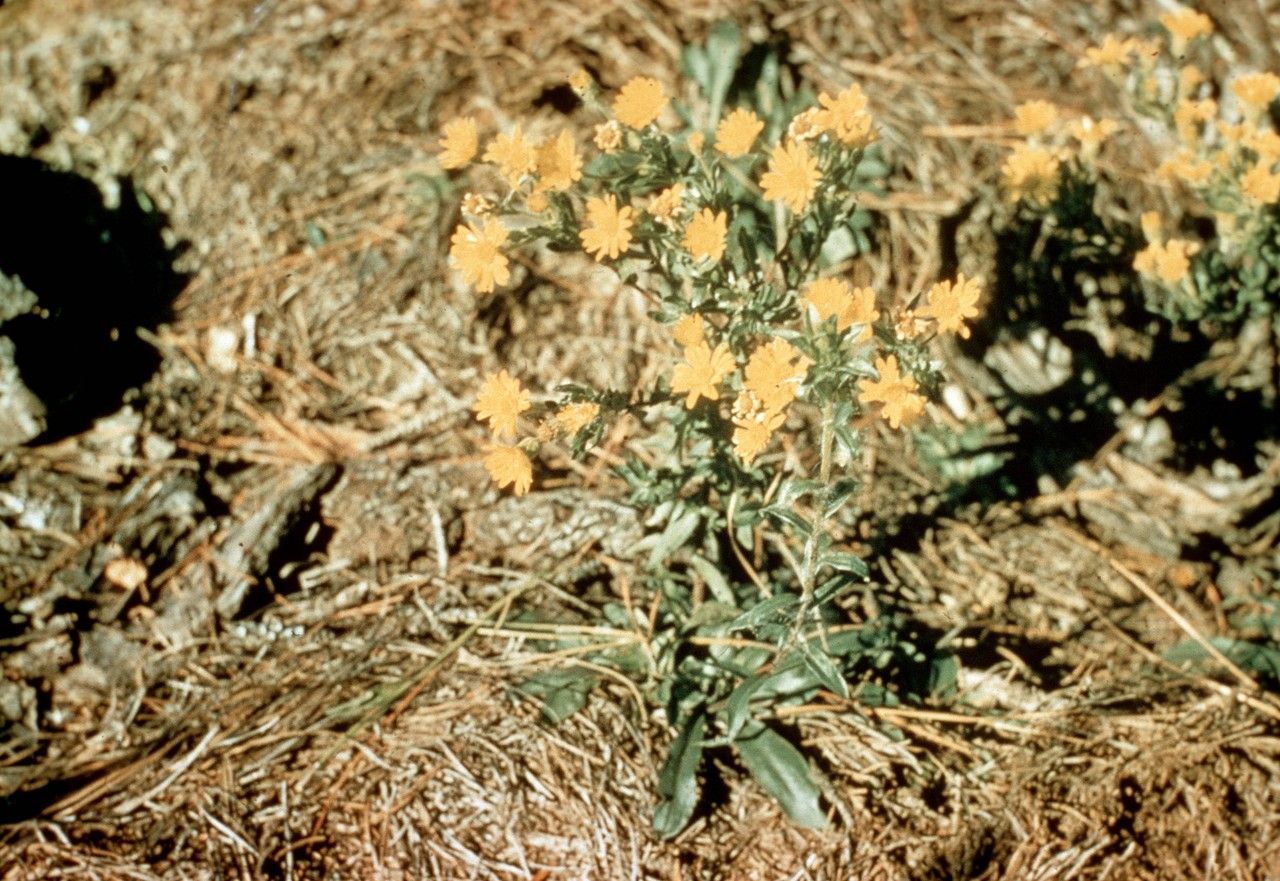 Taken Jan 1, 1900 by EOL − WVU Herbarium (cc-by-nc-sa)