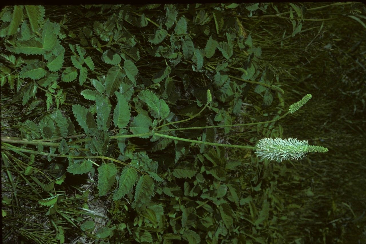 Taken Jan 1, 1900 by EOL − Smithsonian Institution, National Museum of Natural History, Department of Botany (cc-by-nc-sa)