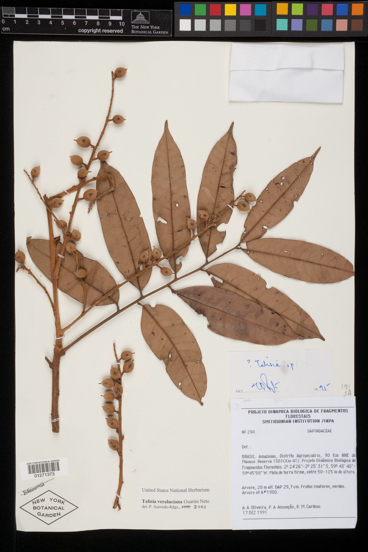 Talisia veraluciana Guarim, Cascudo (World flora) - Pl@ntNet identify