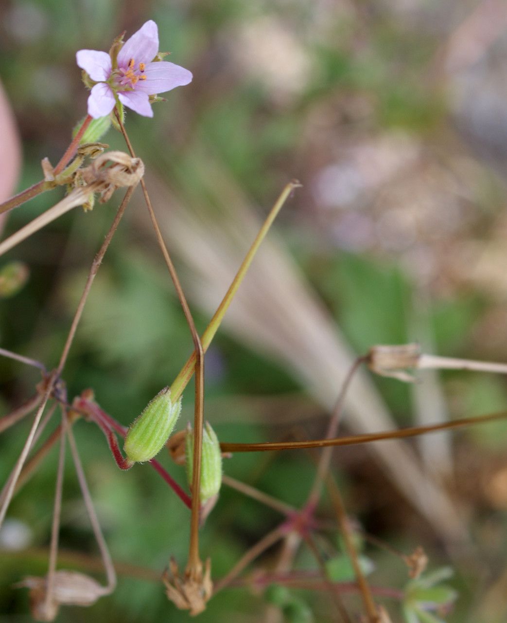 Taken May 29, 2014 by Tela Botanica − Liliane Roubaudi (cc-by-sa)