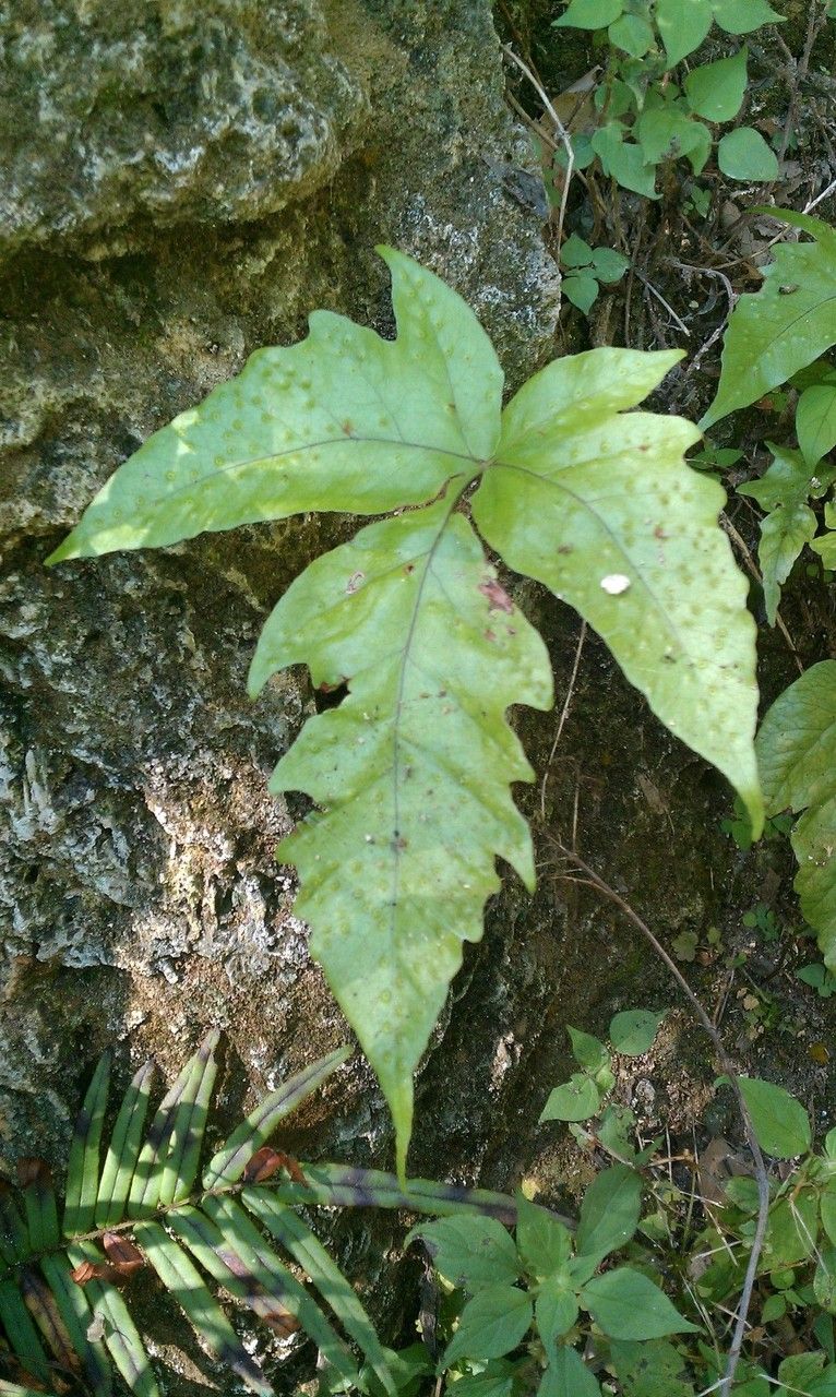 Fern spore Tectaria scifolia 