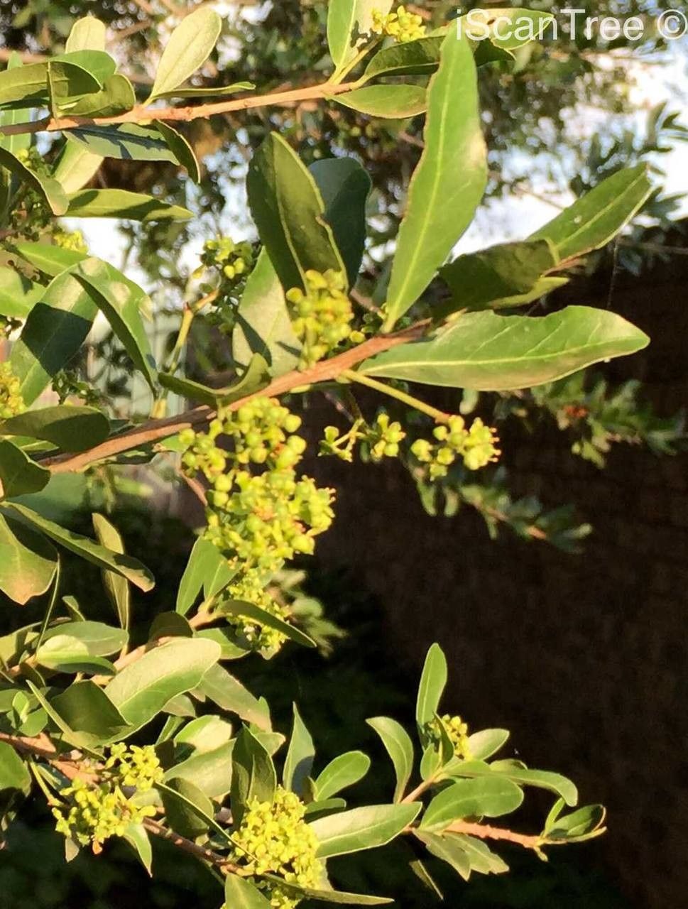 Elaeodendron transvaalense (Burtt Davy) R.H.Archer, Bushveld saffron (Trees of South Africa