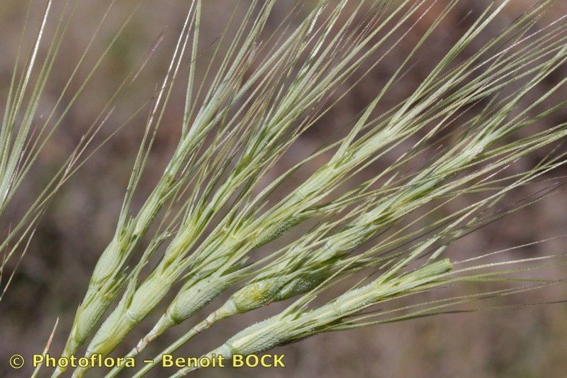 Taken May 15, 2014 by Photoflora - Benoit BOCK (©)