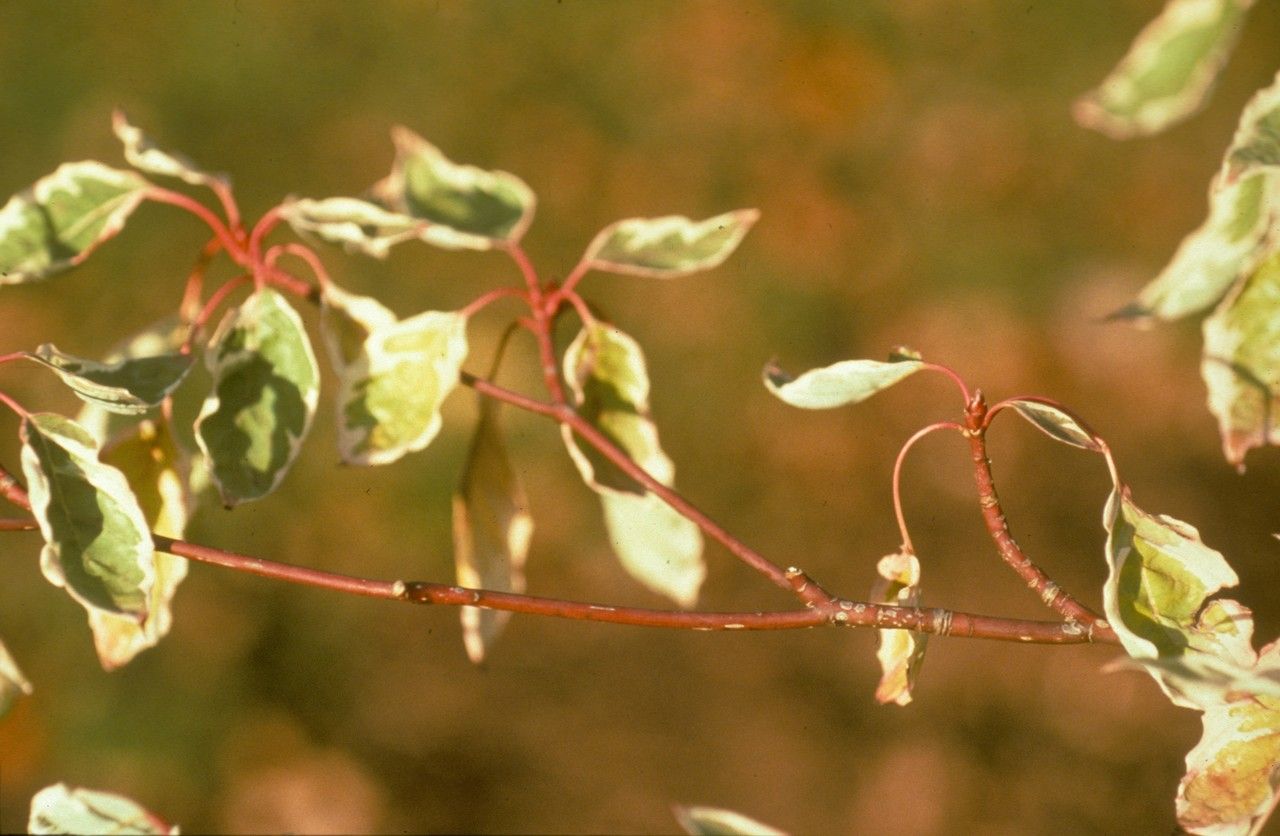 Taken Oct 20, 1989 by Daniel Barthelemy (cc-by-nc)