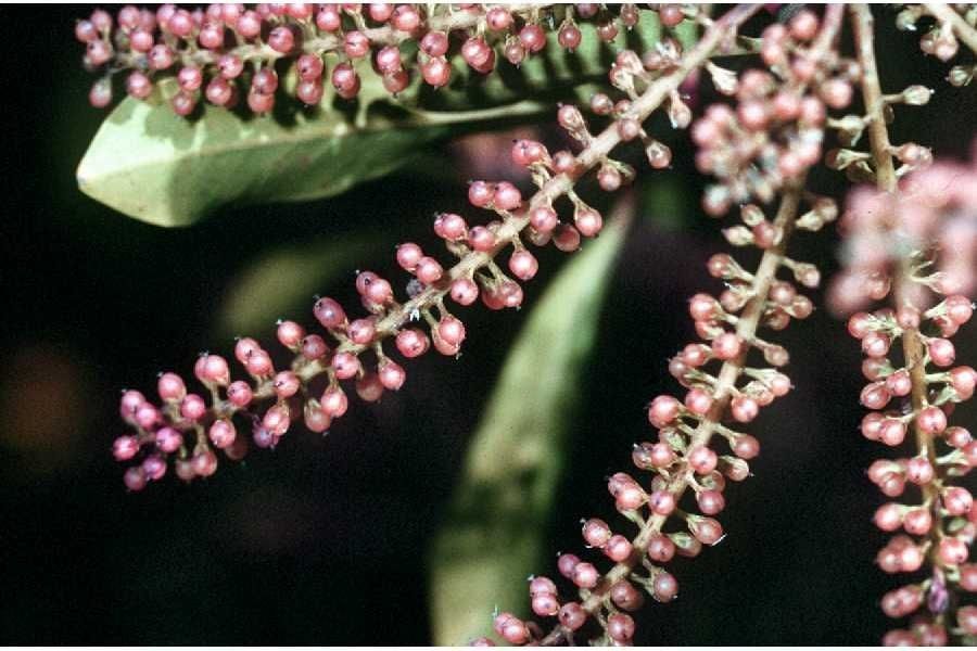 Taken Jan 1, 1900 by EOL − USDA NRCS Wetland Science Institute. (public)