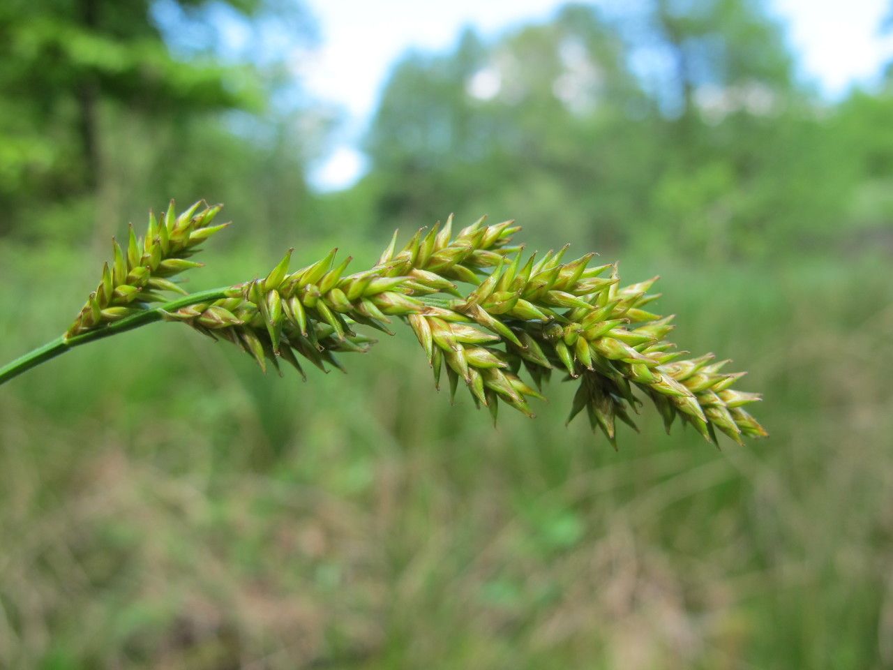 Taken May 18, 2013 by Tela Botanica − Hugues TINGUY (cc-by-sa)