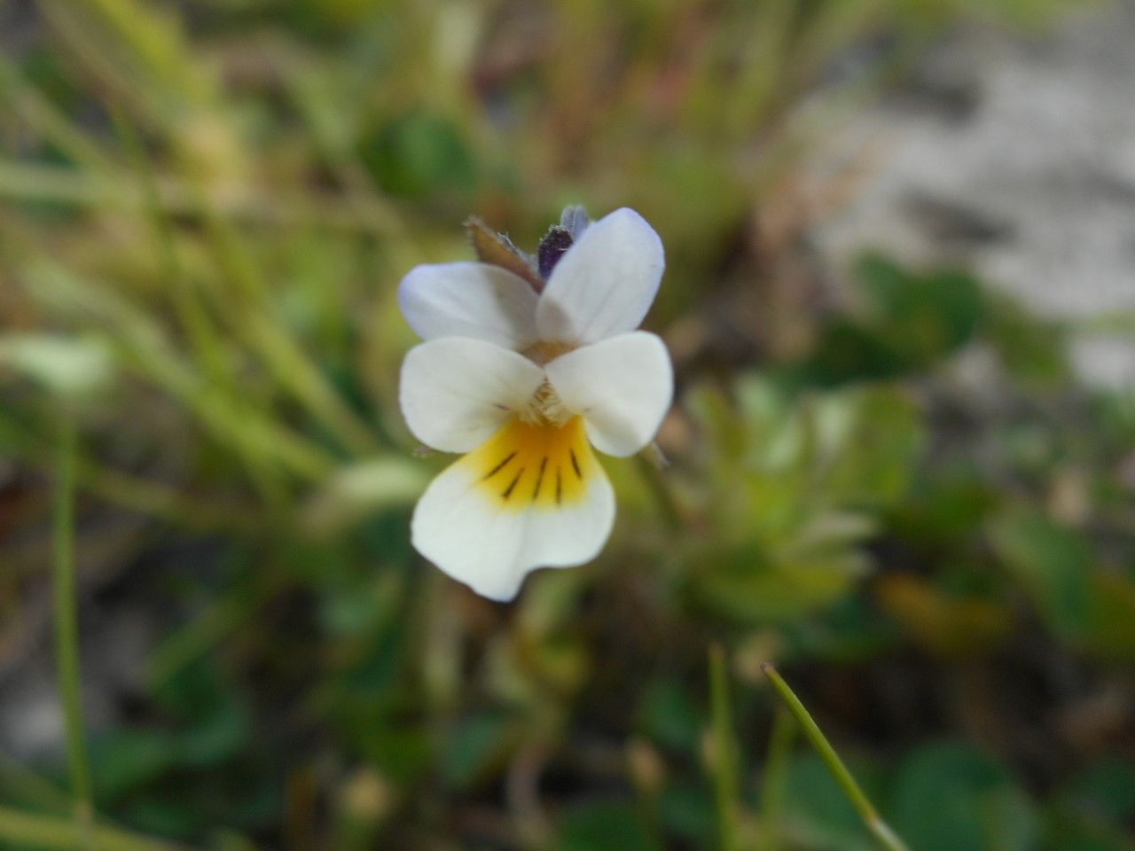 European field pansy