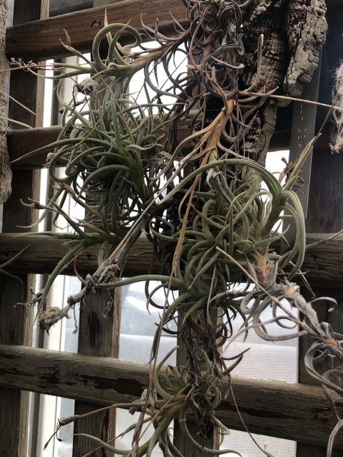 Tillandsia myosura Griseb. ex Baker (World flora) - Pl@ntNet identify