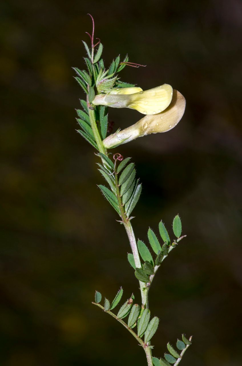 Taken May 27, 2014 by Tela Botanica − Jean-Jacques HOUDRÉ (cc-by-sa)