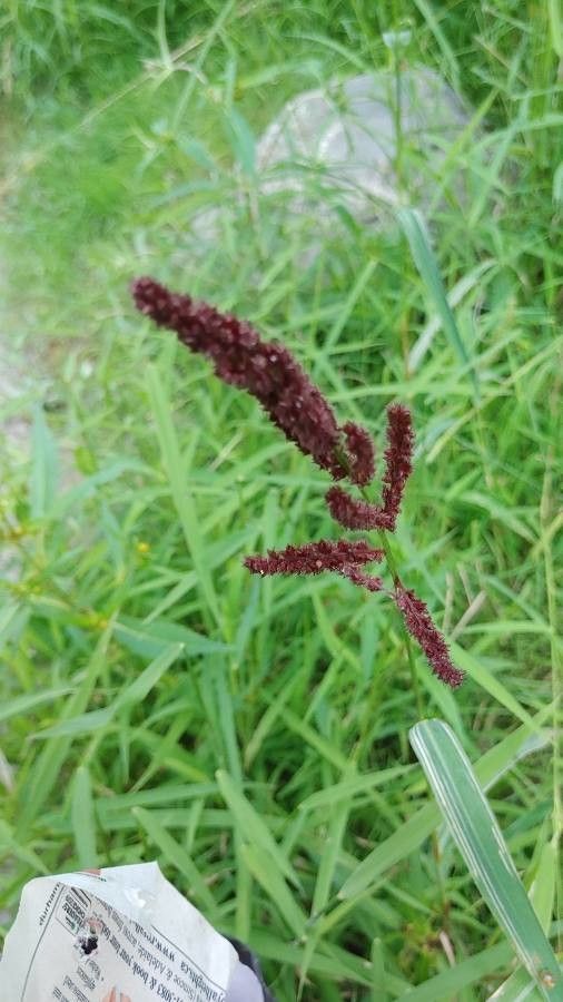 Echinochloa Crus Galli L P Beauv Huhnerhirse Kanada Pl Ntnet Identify