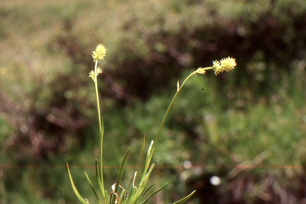 Taken Jul 3, 1999 by Tela Botanica − Liliane ROUBAUDI (cc-by-sa)