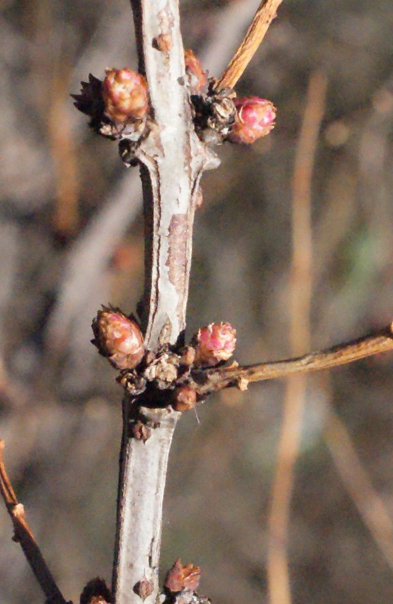 Taken Mar 5, 2015 by Tela Botanica − Liliane Roubaudi (cc-by-sa)