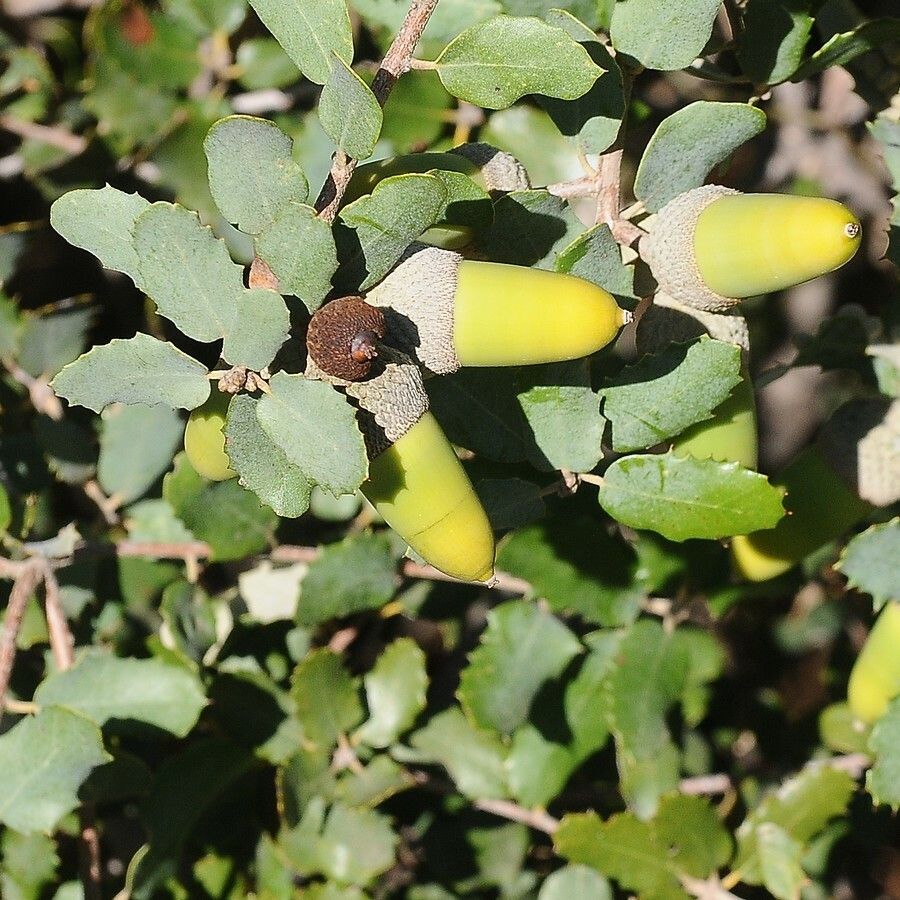 Plant Image 1