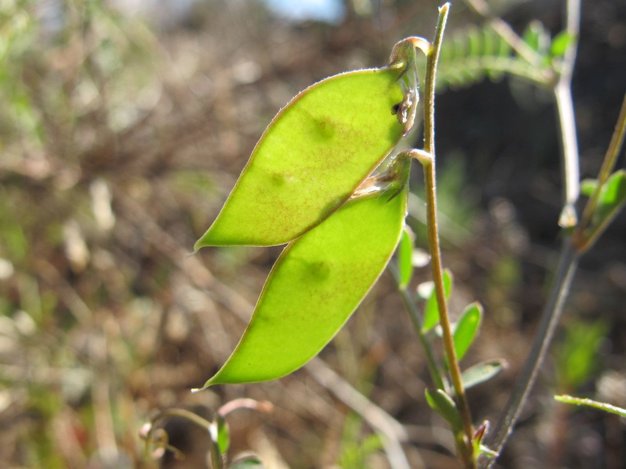 Taken May 16, 2014 by Tela Botanica − Hugues TINGUY (cc-by-sa)