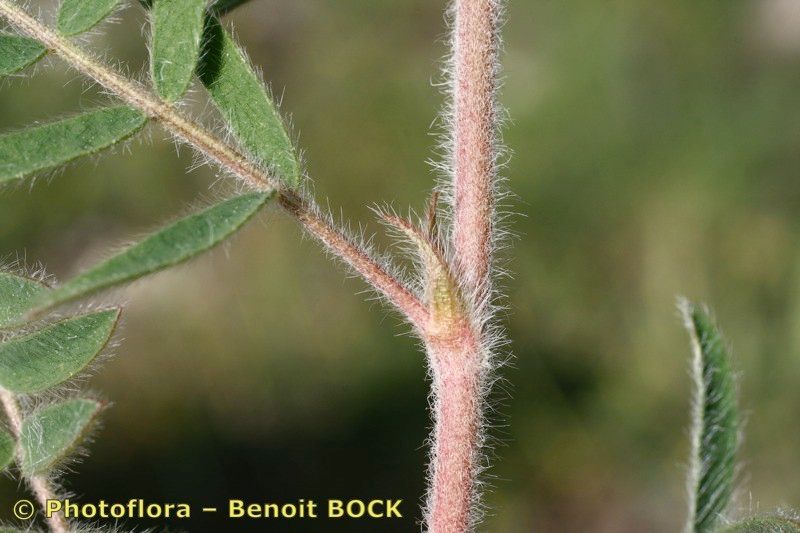 Taken May 15, 2007 by Photoflora - Benoit BOCK (©)