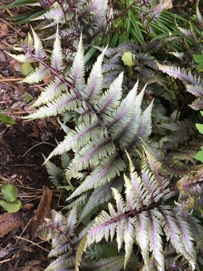 觀察資料： Athyrium niponicum (Mett.) Hance (Matthew Dyer 2022年4月27日) 印度次大陸 ...