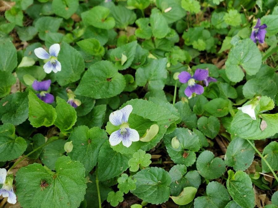 Viola hirsutula Brainerd, Southern wood violet (World flora) - Pl@ntNet ...