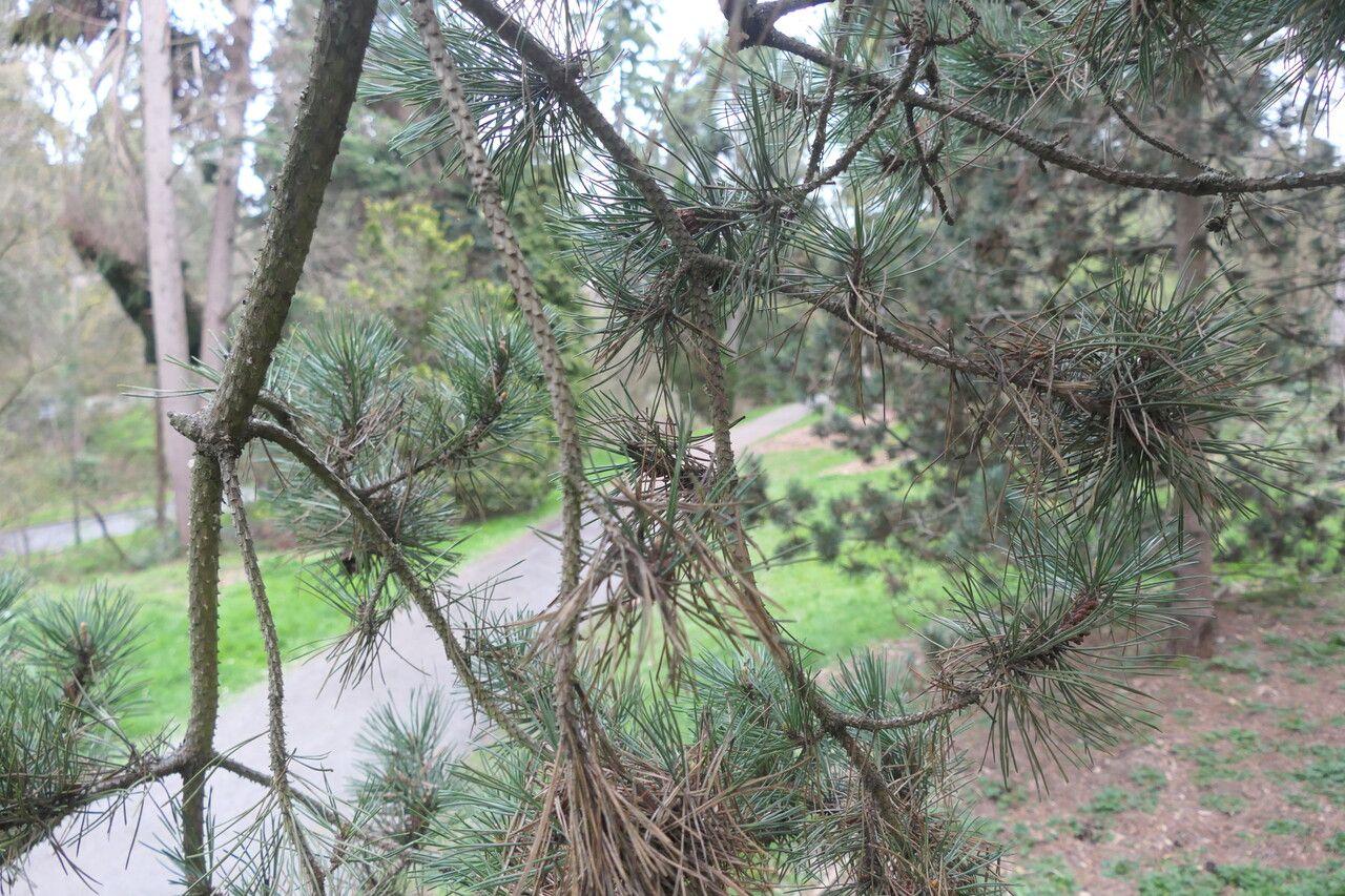 Mountain Pine: Planting, Care & Identification Guide