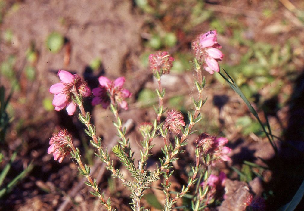 Taken May 19, 2004 by Tela Botanica − Liliane ROUBAUDI (cc-by-sa)