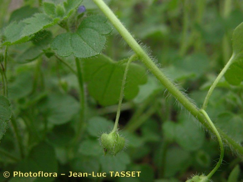 Taken Feb 15, 2004 by Photoflora - Jean-Luc TASSET (©)