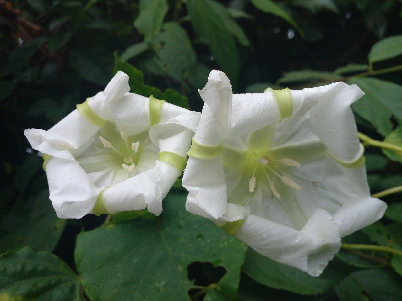 Ipomoea Alba L 月光花 世界植物區系 Pl Ntnet Identify