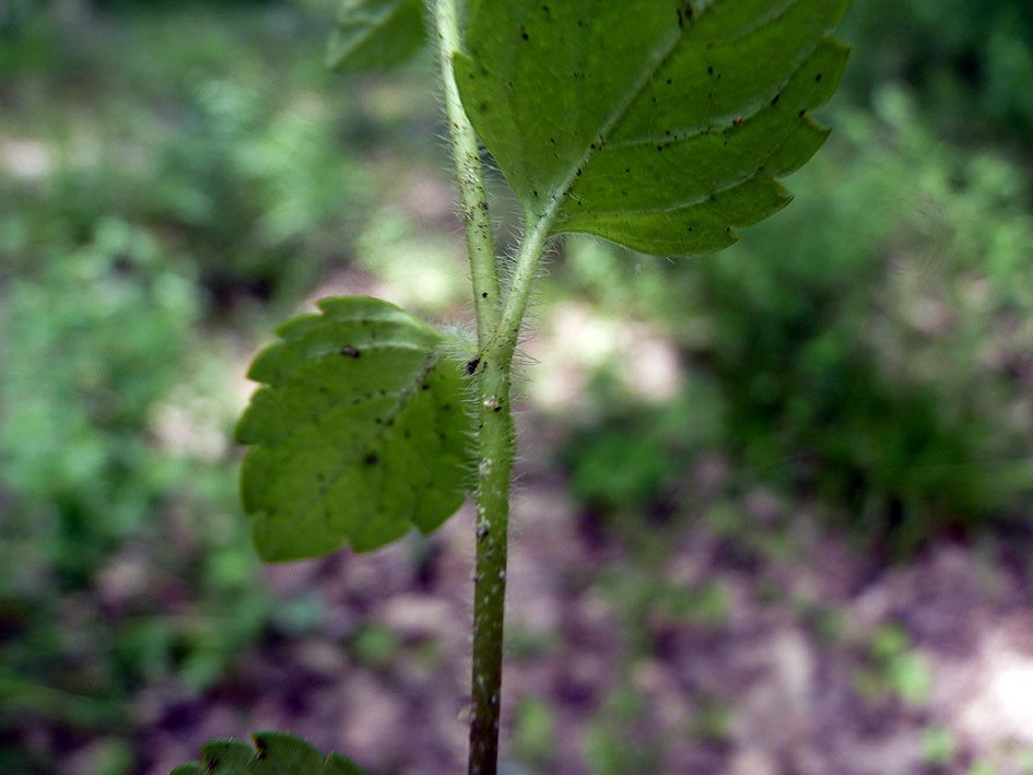 Taken Jun 20, 2012 by Tela Botanica − Emmanuel STRATMAINS (cc-by-sa)