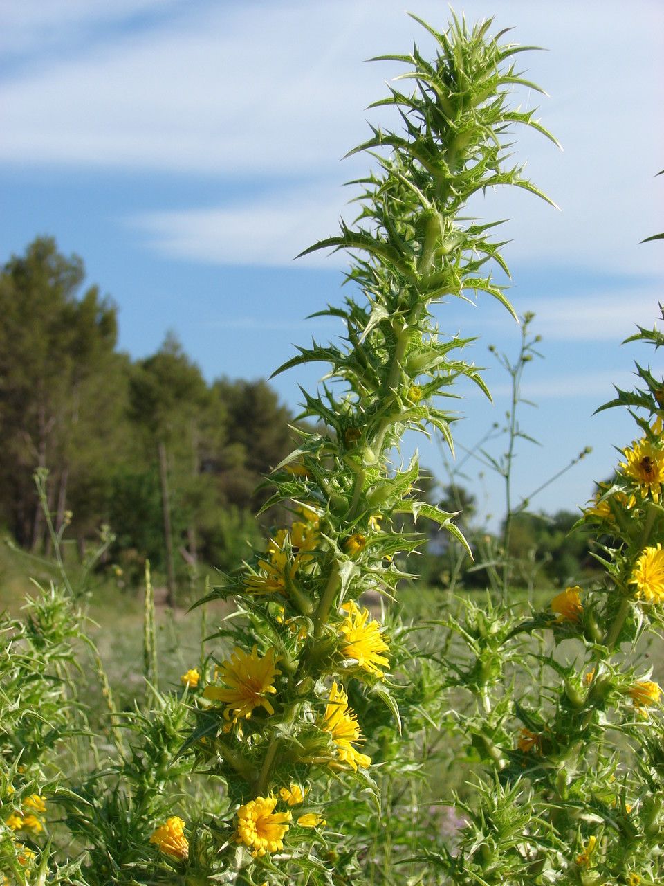 Taken Jun 14, 2014 by Tela Botanica − Paul FABRE (cc-by-sa)