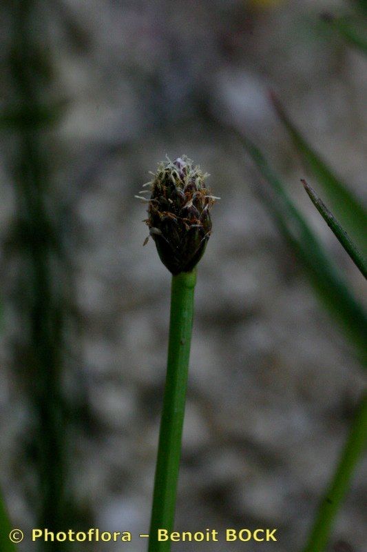 Taken Jul 15, 2004 by Photoflora - Benoit BOCK (©)