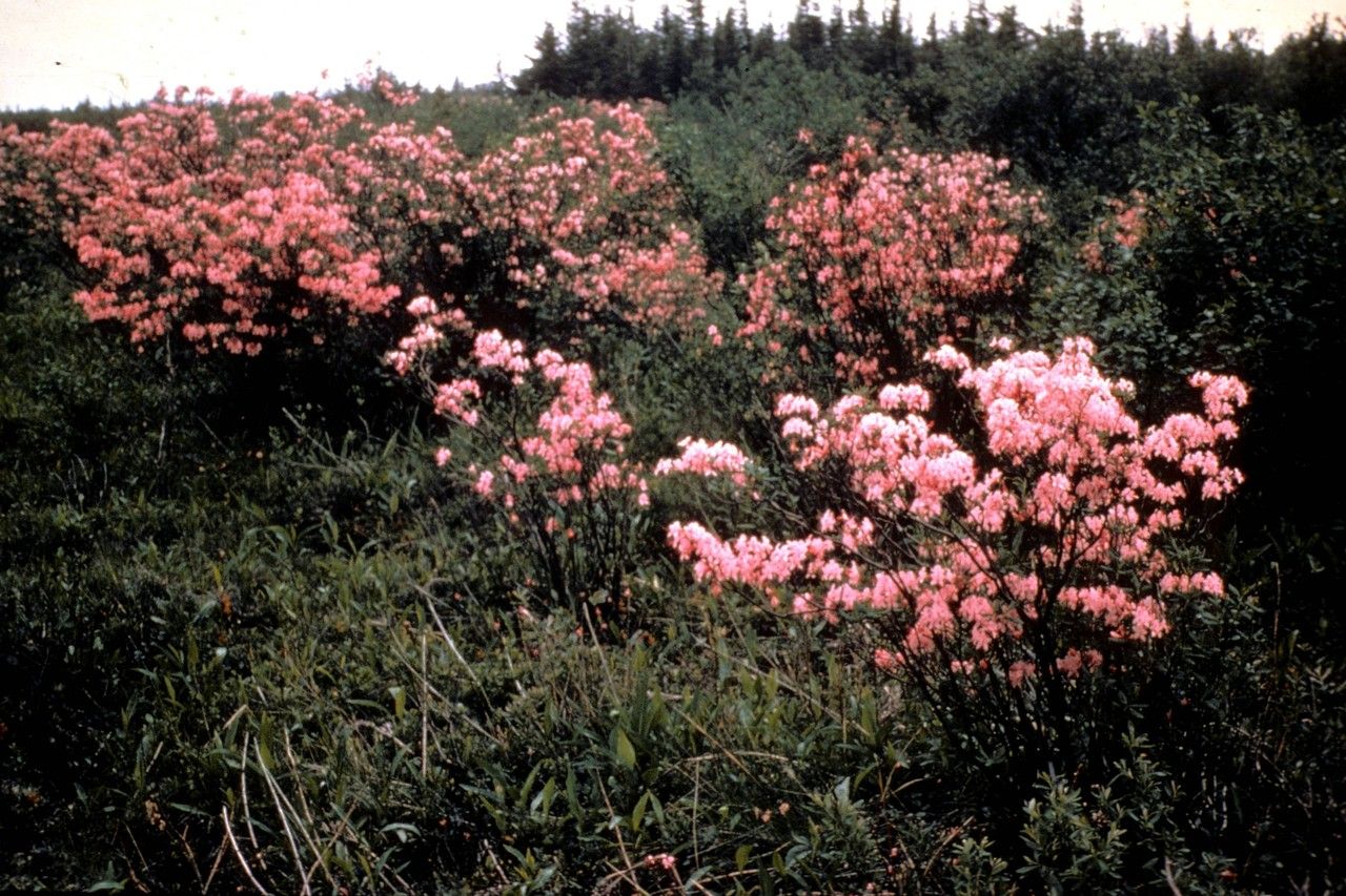 Taken Jan 1, 1900 by EOL − WVU Herbarium (cc-by-nc-sa)