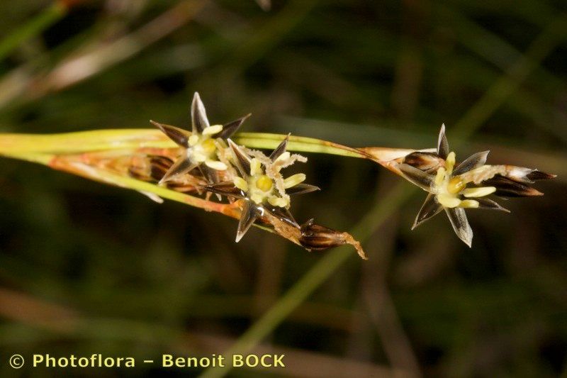 Taken Jul 15, 2009 by Photoflora - Benoit BOCK (©)