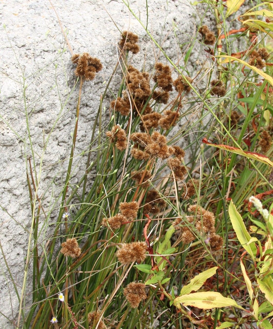 Plant Image 1