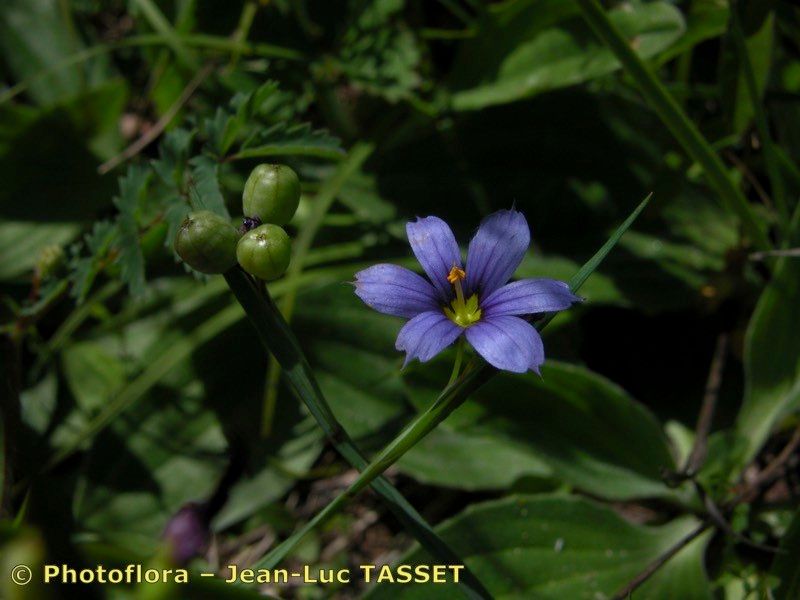 Taken Aug 15, 2004 by Photoflora - Jean-Luc TASSET (©)