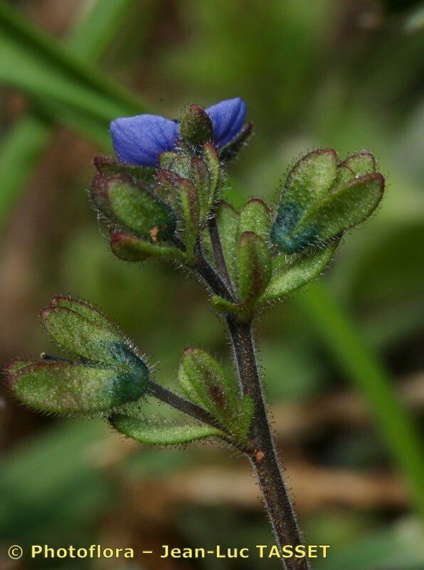 Taken Apr 15, 2006 by Photoflora - Jean-Luc TASSET (©)