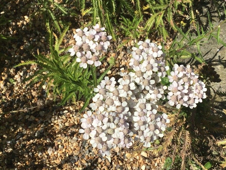 Achillea alpina L., Chinese yarrow (World flora) - Pl@ntNet identify