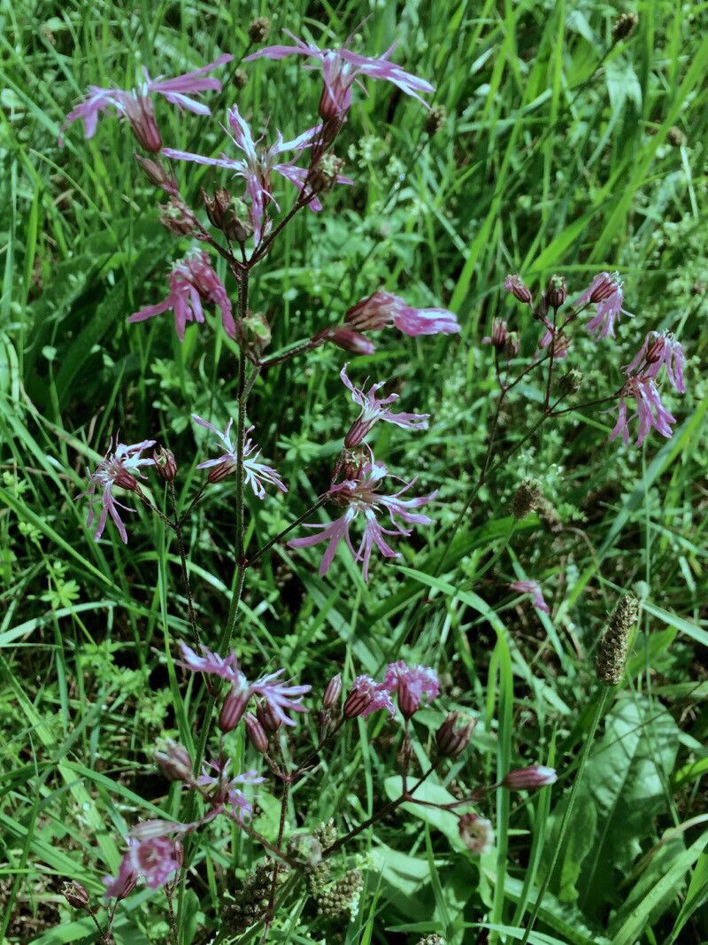 Meadow campion