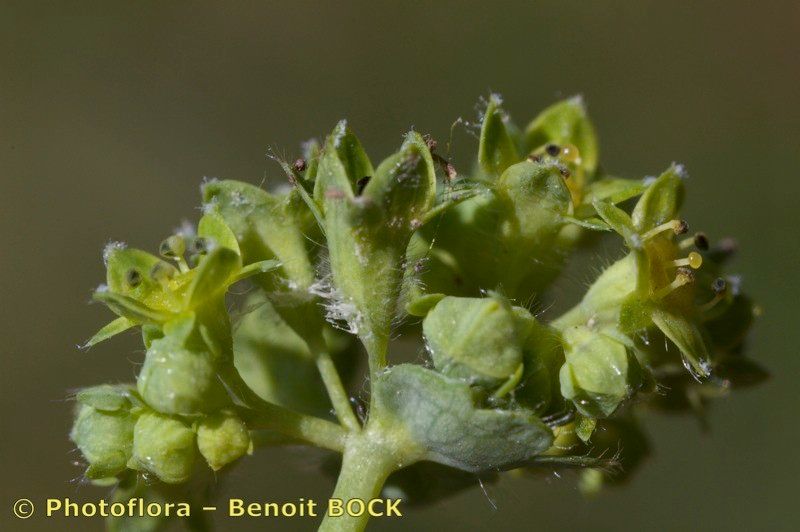 Taken Jul 15, 2011 by Photoflora - Benoit BOCK (©)