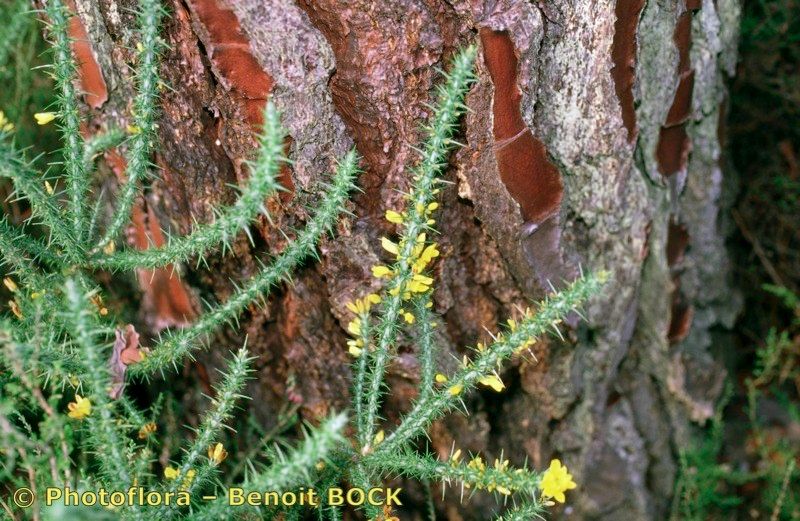 Taken Aug 15, 1996 by Photoflora - Benoit BOCK (©)